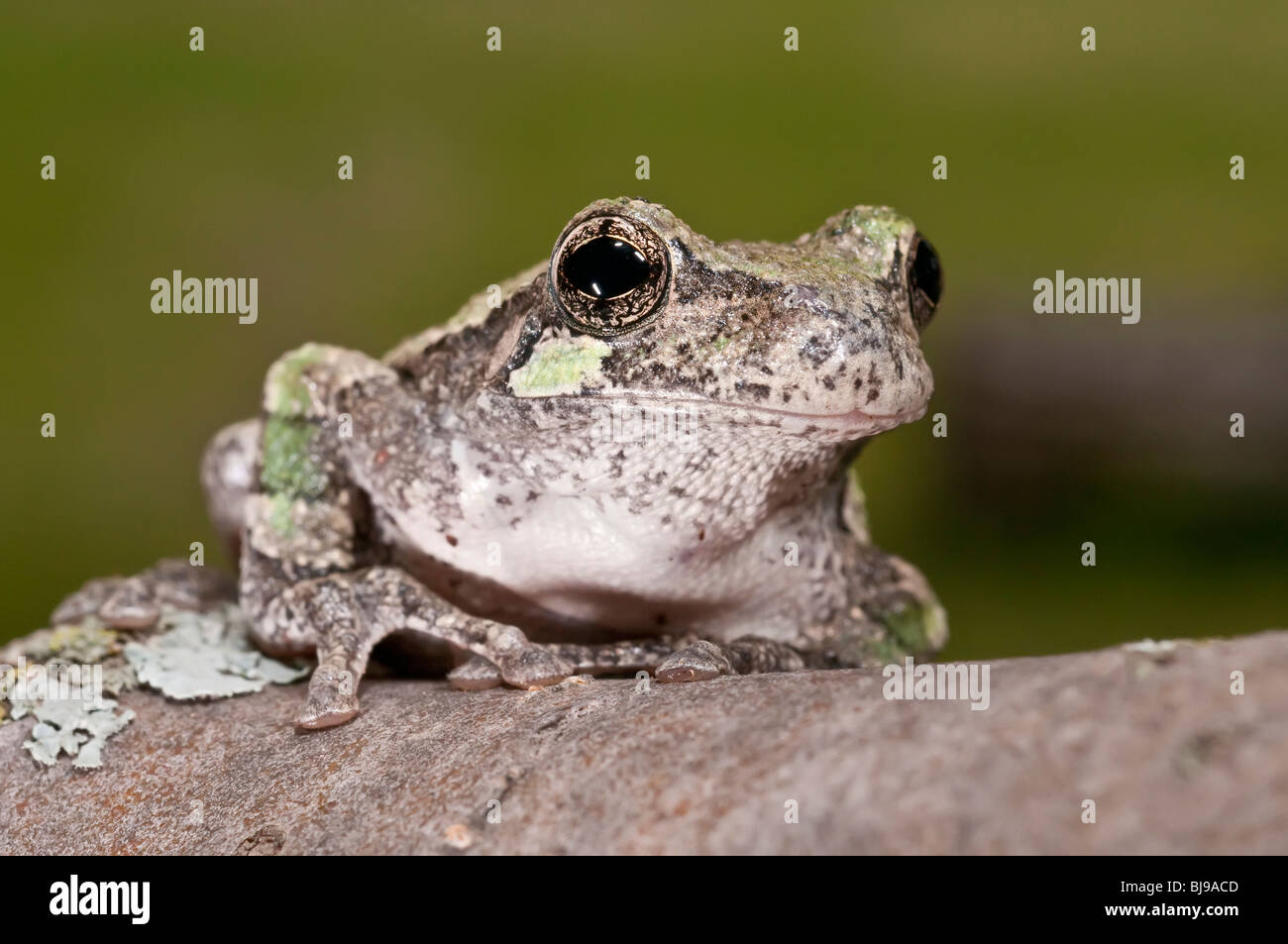Grigio raganella, Hyla versicolor, femmina, STATI UNITI D'AMERICA Foto Stock