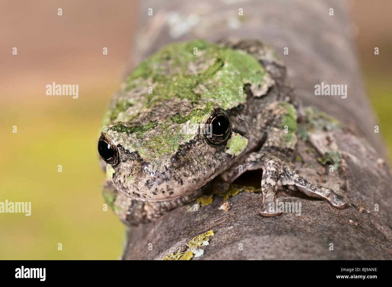 Grigio raganella, Hyla versicolor, femmina, STATI UNITI D'AMERICA Foto Stock