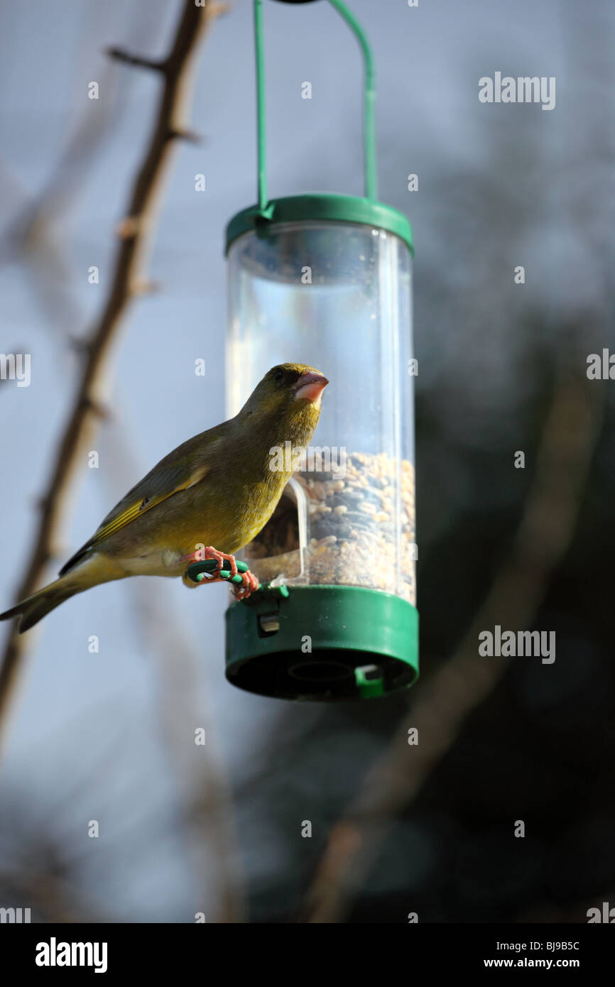 Green finch l'alimentazione da un alimentatore di uccelli Foto Stock