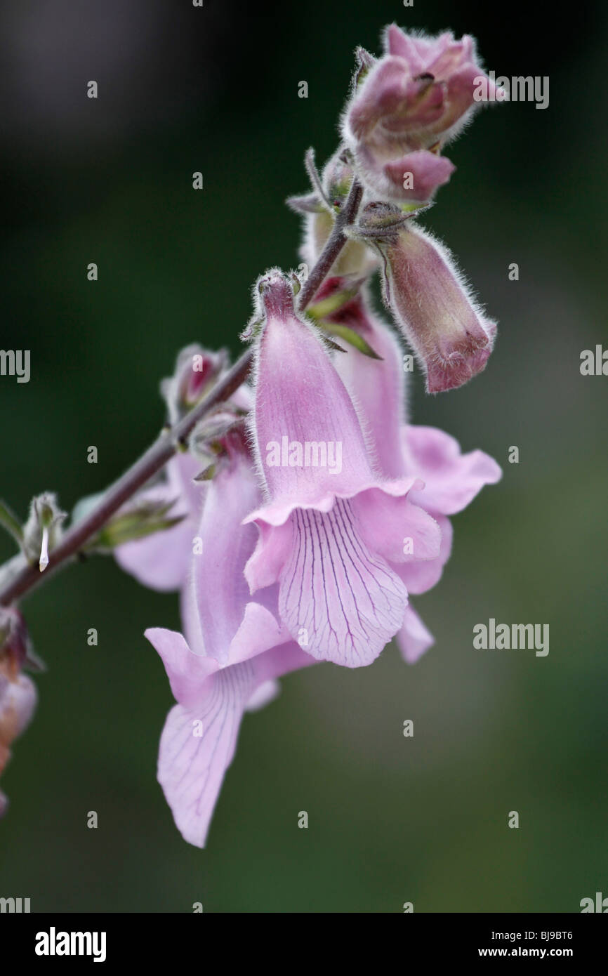 Viola pallido foxglove selvaggio fiore.(ceratotheca triloba) in kirstenbosch nayional giardini botanici, cape town. Foto Stock