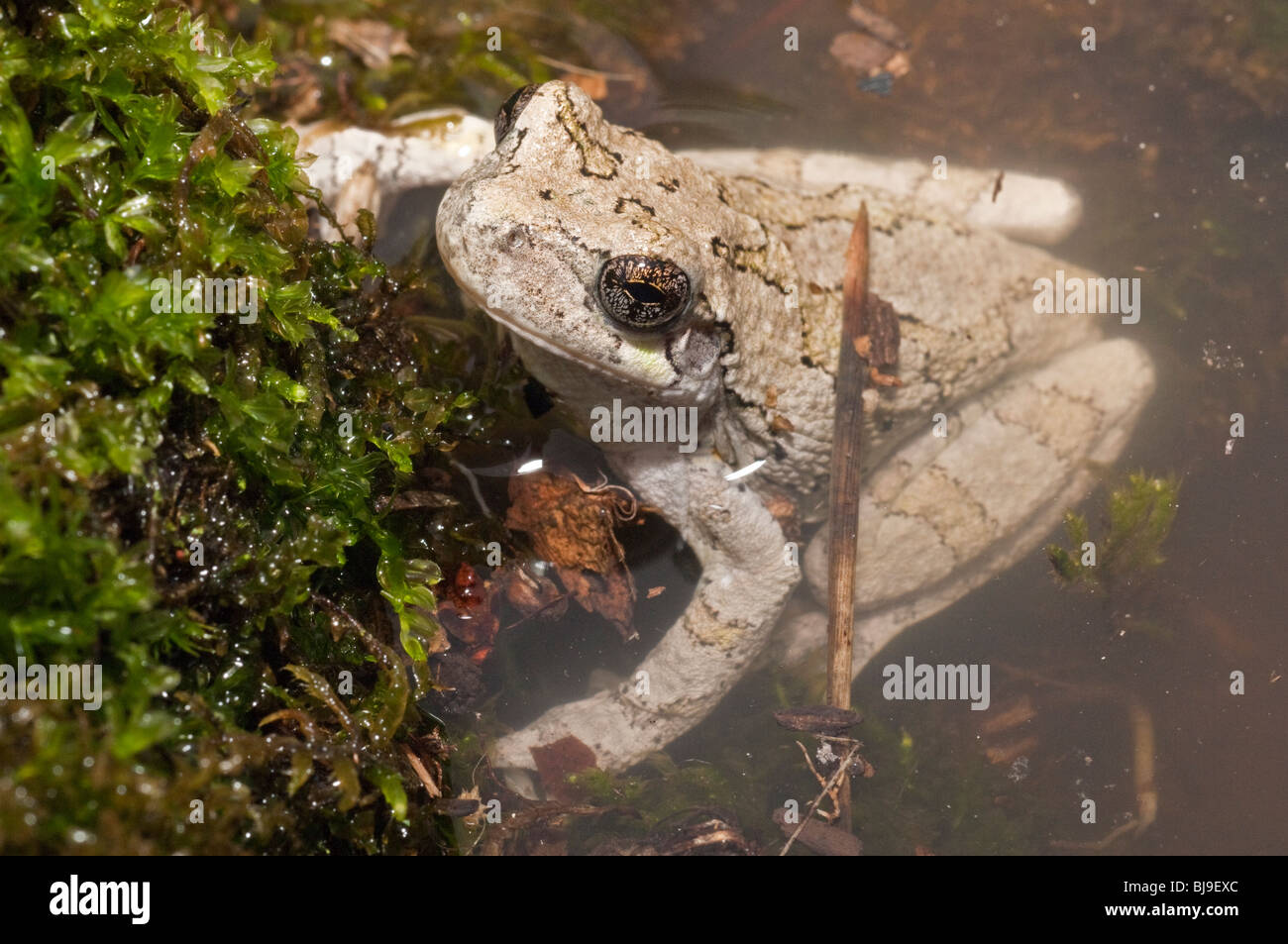 Grigio orientale raganella, Hyla versicolor, STATI UNITI D'AMERICA Foto Stock