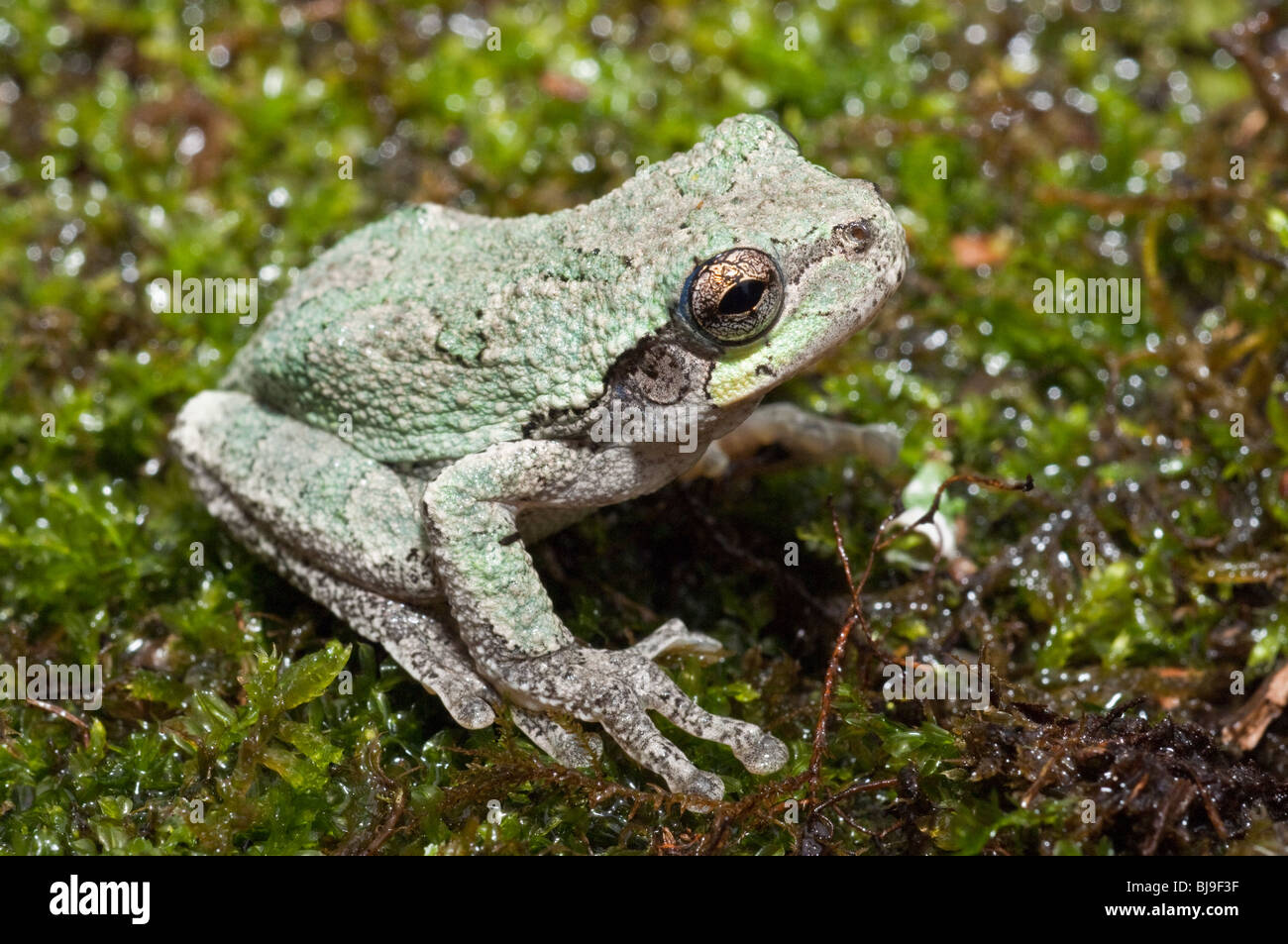 Grigio orientale raganella, Hyla versicolor, STATI UNITI D'AMERICA Foto Stock