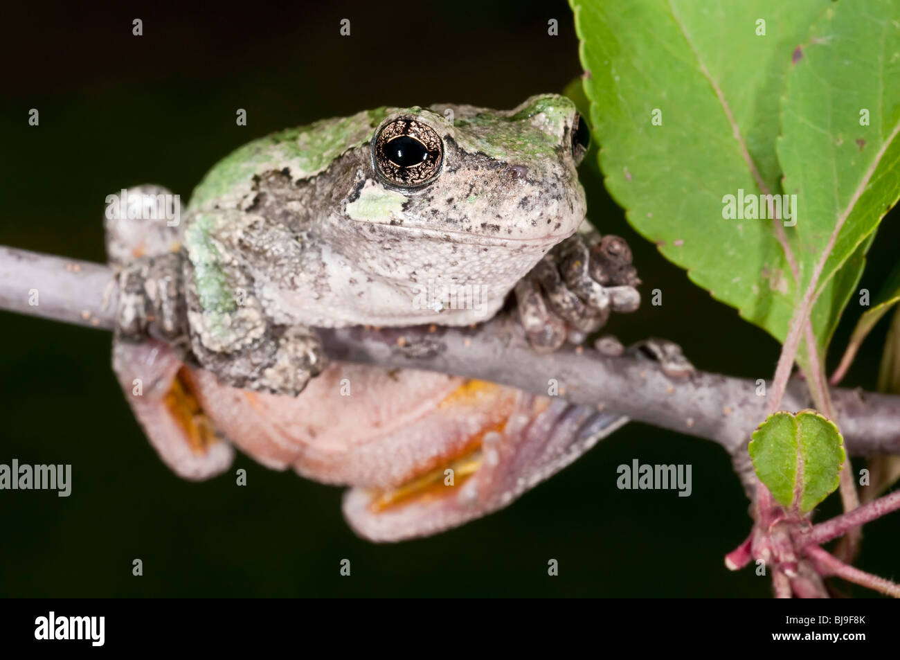 Grigio raganella, Hyla versicolor, femmina, STATI UNITI D'AMERICA Foto Stock