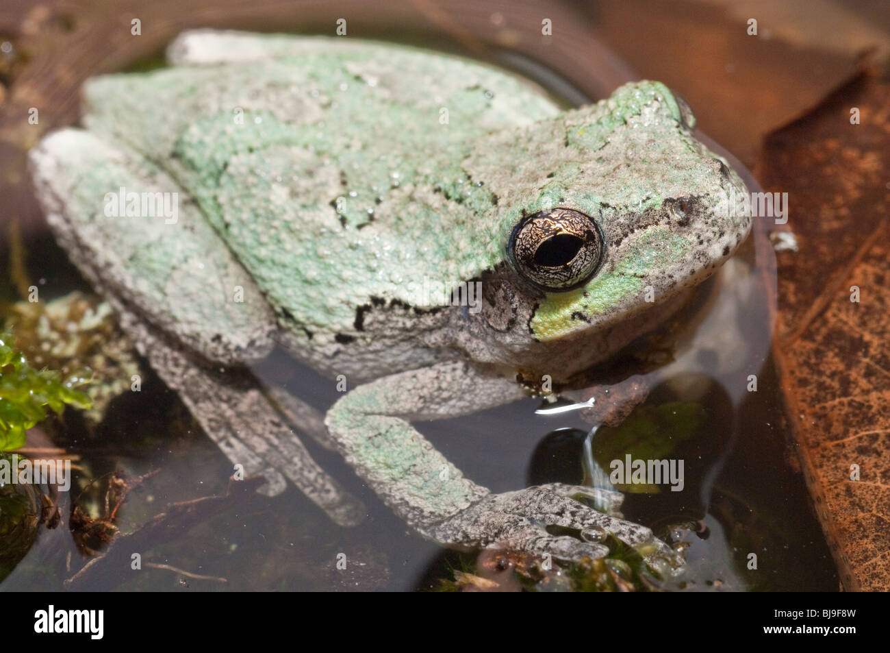 Grigio orientale raganella, Hyla versicolor, STATI UNITI D'AMERICA Foto Stock