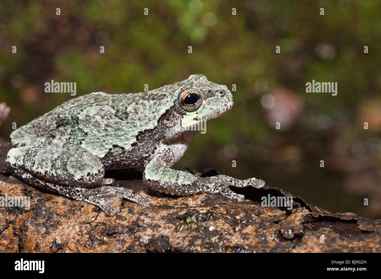 Grigio orientale raganella, Hyla versicolor, STATI UNITI D'AMERICA Foto Stock