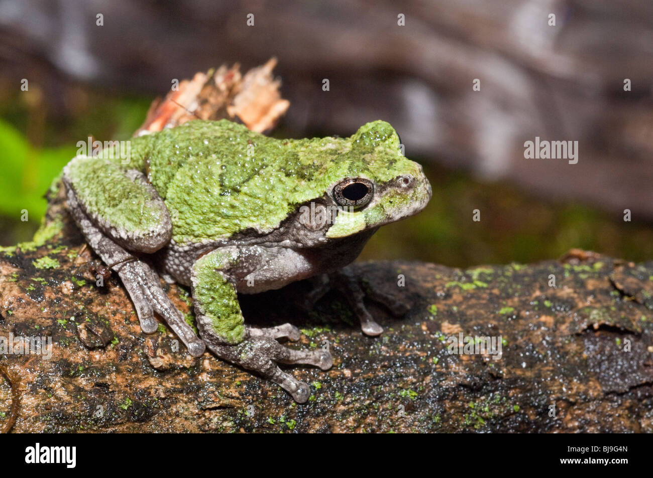 Grigio orientale raganella, Hyla versicolor, STATI UNITI D'AMERICA Foto Stock