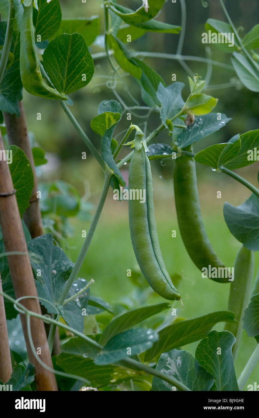 Piselli - Hurst albero verde Foto Stock