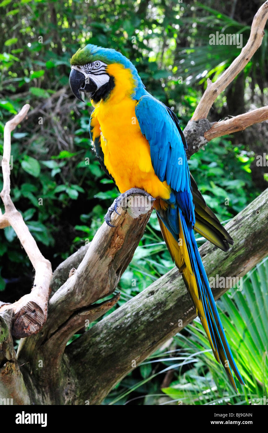 Blu e Oro macaw (blu e giallo macaw, Ara ararauna) al Sant'Agostino Alligator Farm Foto Stock