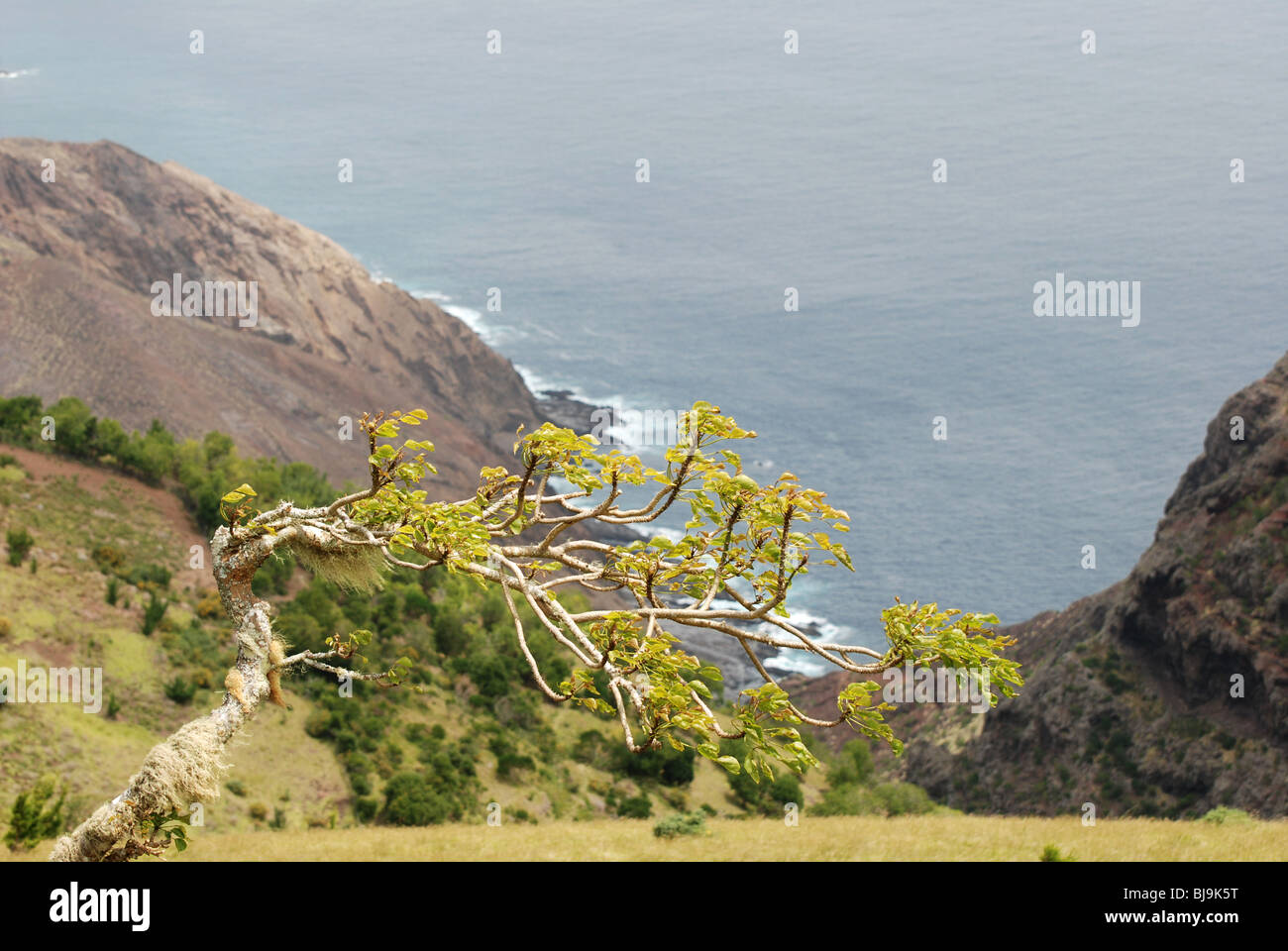 Struttura spazzate dal vento su Saint Helena Foto Stock