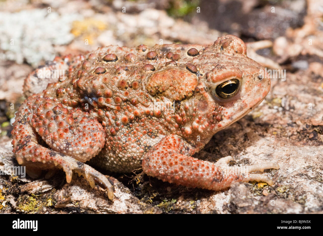 American toad, Bufo americanus; nativo a est di Stati Uniti e Canada Foto Stock