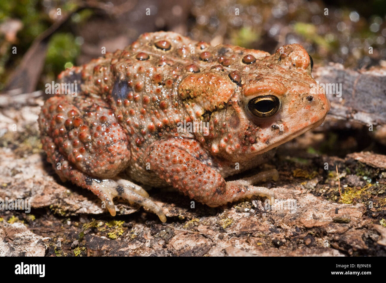American toad, Bufo americanus; nativo a est di Stati Uniti e Canada Foto Stock