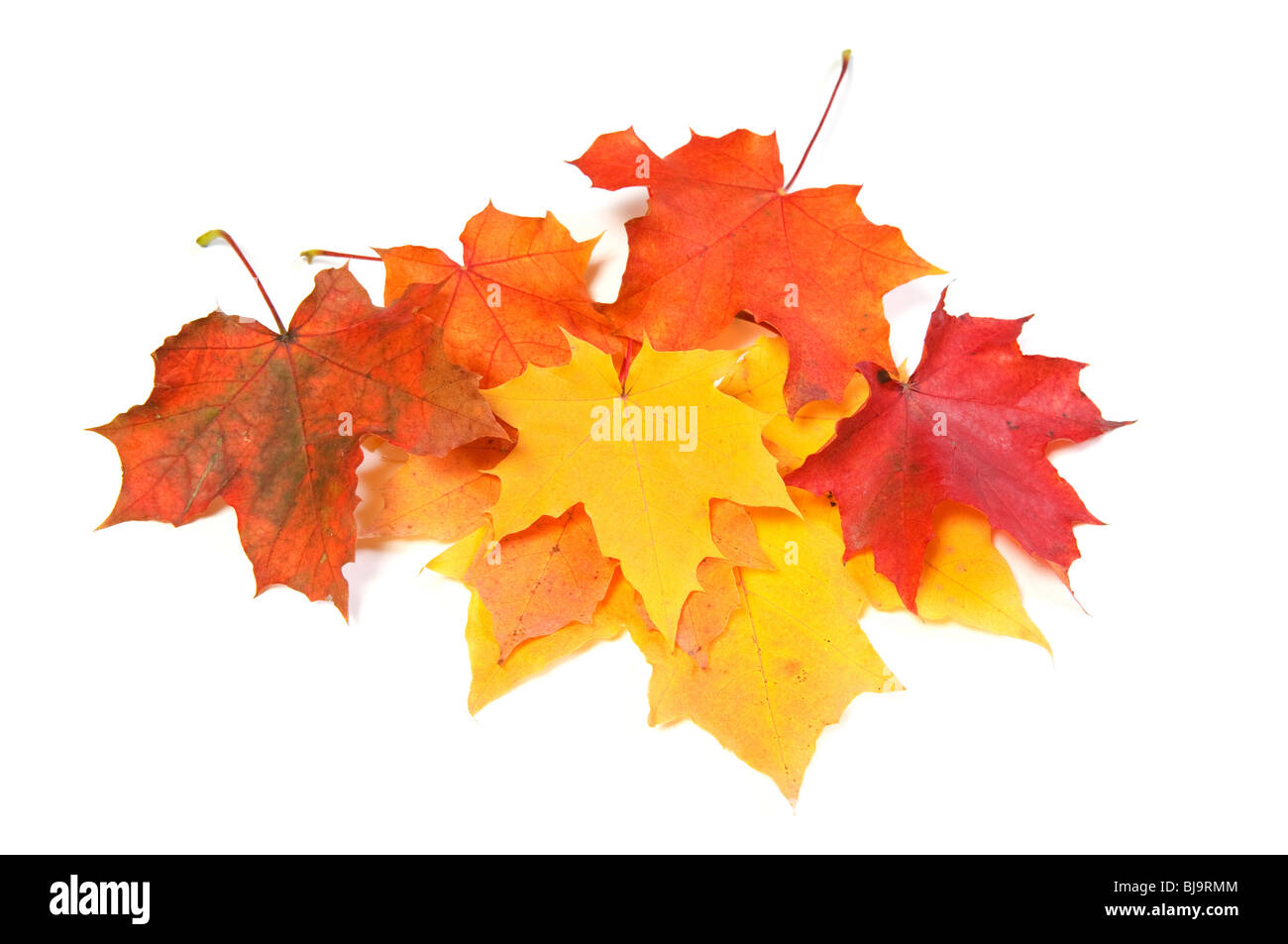 Bella autunno foglie di acero Foto Stock