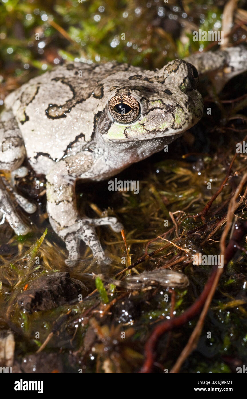 Grigio orientale raganella, Hyla versicolor, STATI UNITI D'AMERICA Foto Stock