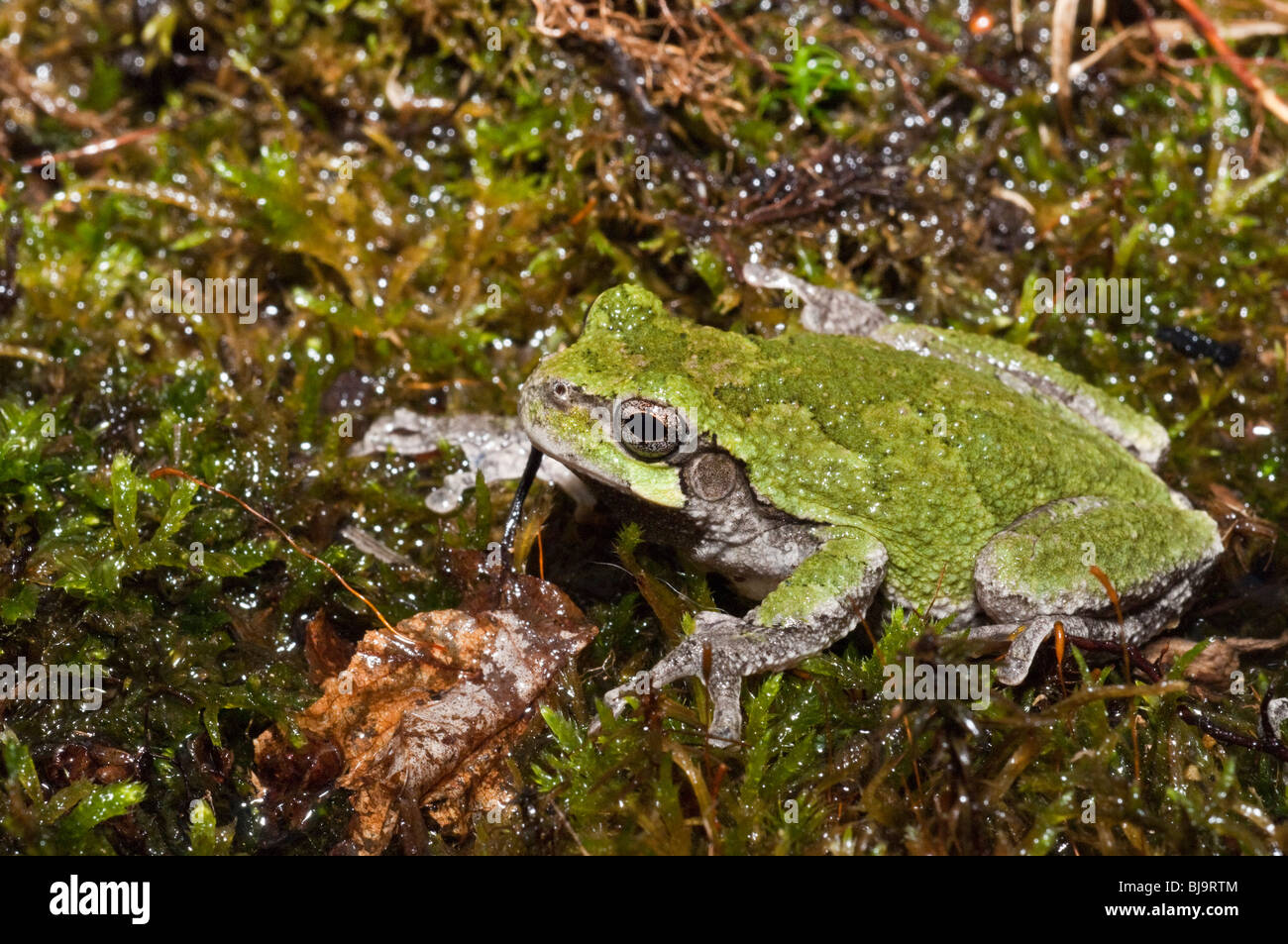 Grigio orientale raganella, Hyla versicolor, STATI UNITI D'AMERICA Foto Stock