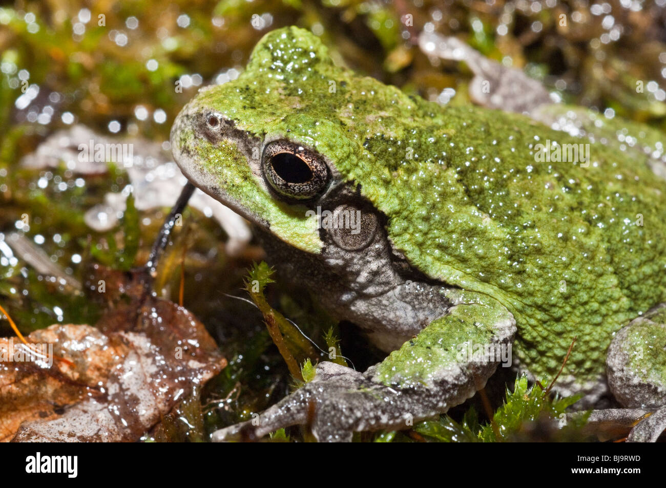 Grigio orientale raganella, Hyla versicolor, STATI UNITI D'AMERICA Foto Stock