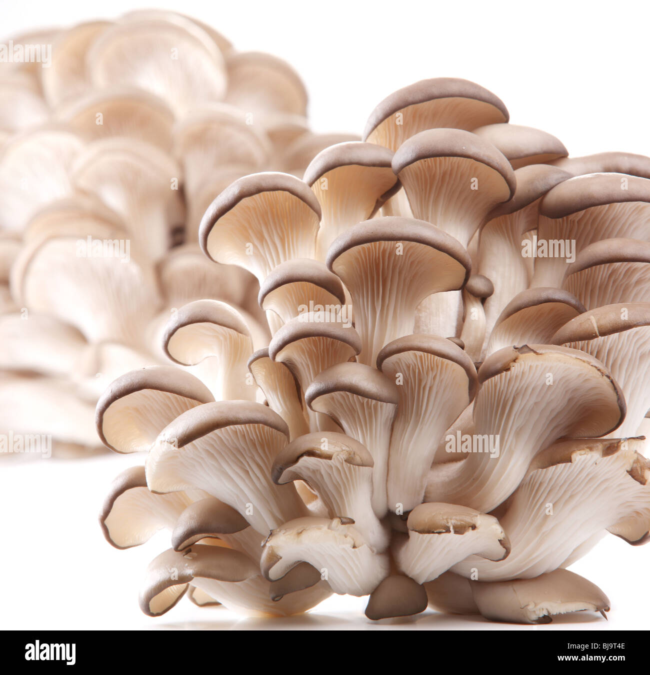 Funghi Oyster su sfondo bianco Foto Stock