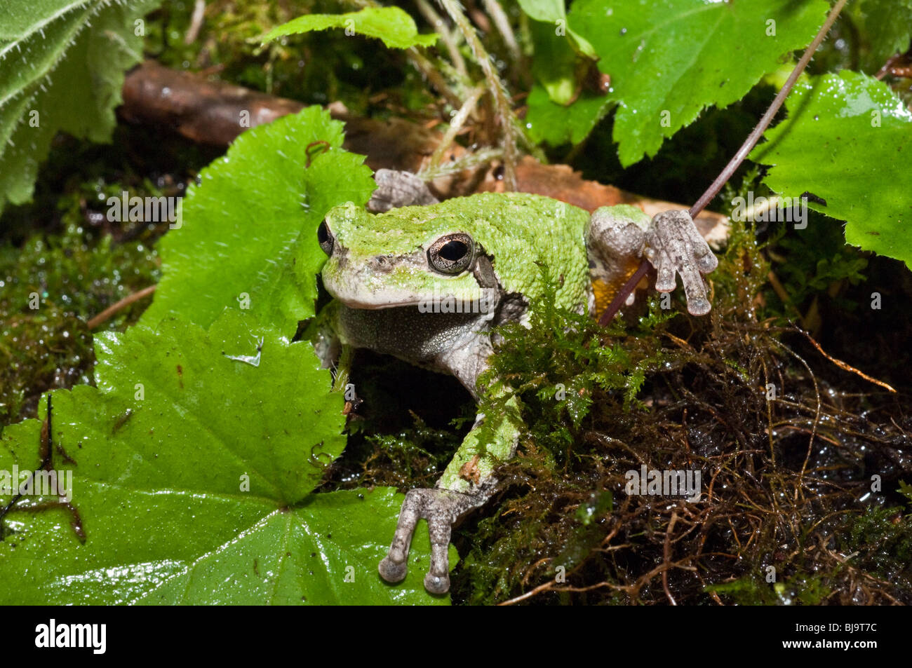 Grigio orientale raganella, Hyla versicolor, STATI UNITI D'AMERICA Foto Stock