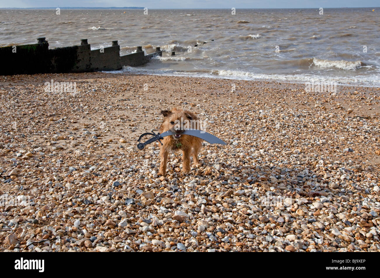 Border terrier tenendo una spada di plastica nella sua bocca, Whitstable,Kent,Inghilterra Foto Stock