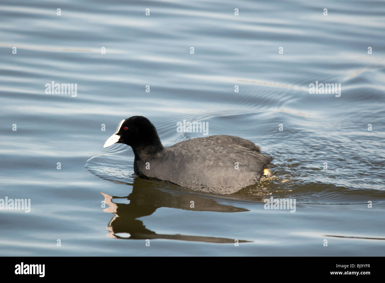 La folaga eurasiatica (fulica atra) è conosciuto anche come la folaga o folaga comune. Foto Stock