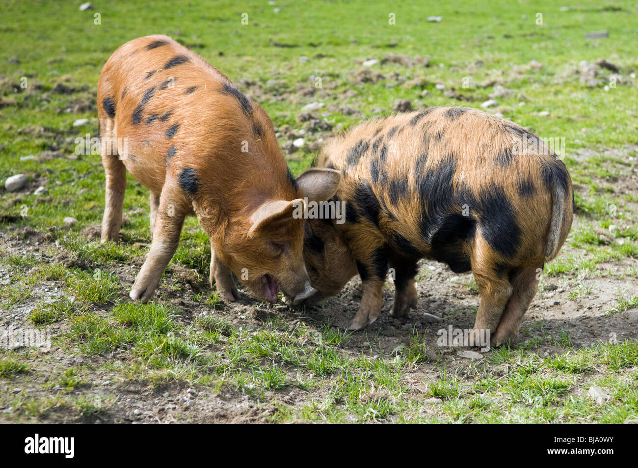 Avvistato Kune kune e cinghiale cross free range suini pascolare nel campo Foto Stock