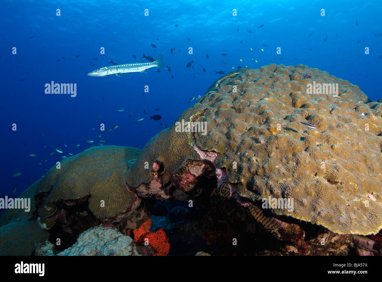 Hard Coral reef nel Golfo del Messico. Foto Stock