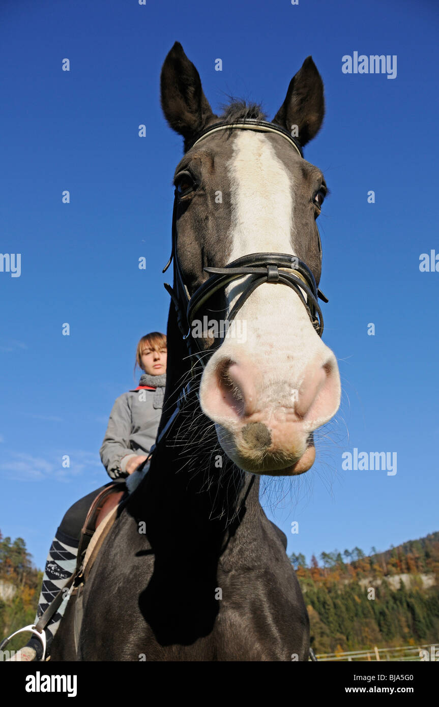 Cavallo imbrigliato fino in stile inglese Foto Stock