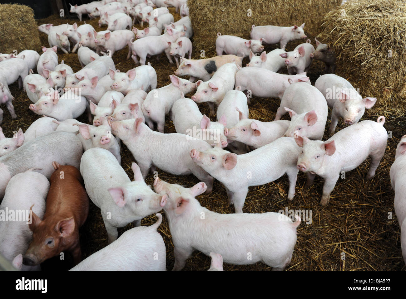 Suinetto svezzato maiali allevati a Herefordshire farm Foto Stock