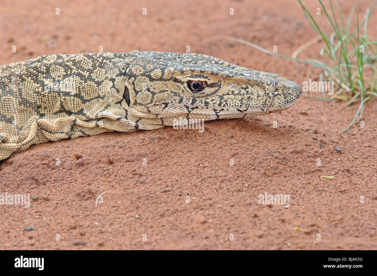 Monitor lizard stabilisce in rosso di deserto di sabbia Foto Stock
