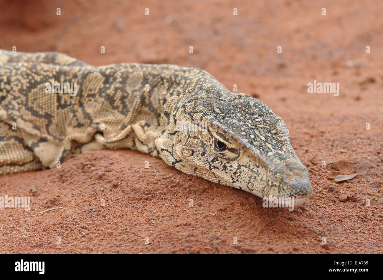 Monitor lizard stabilisce in rosso di deserto di sabbia Foto Stock