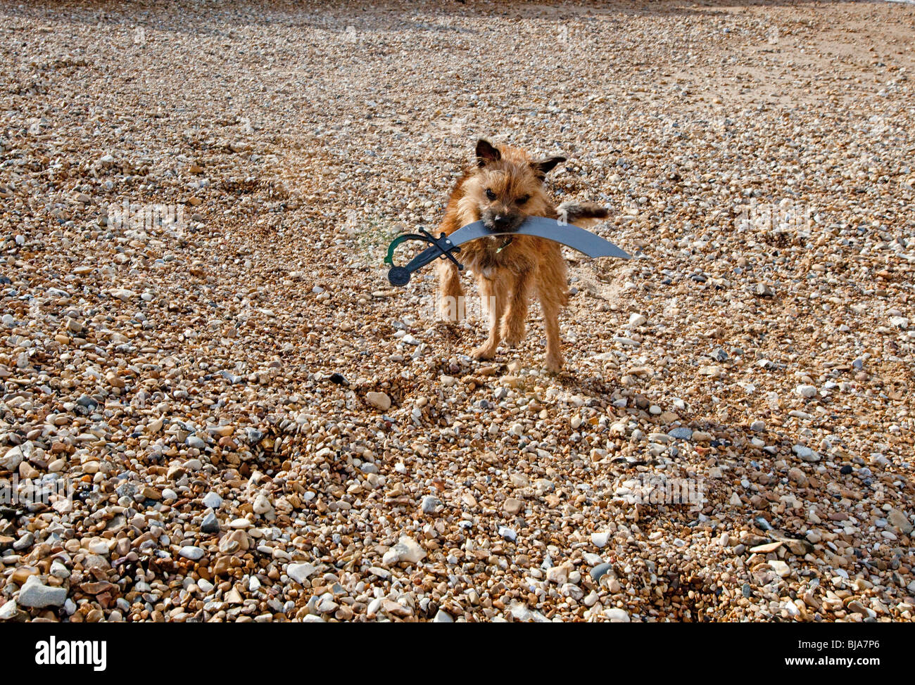 Border terrier tenendo una spada di plastica nella sua bocca, Whitstable,Kent,Inghilterra Foto Stock