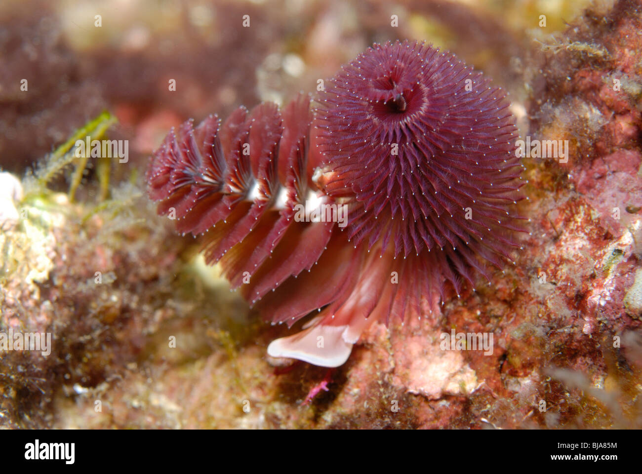 Albero di natale worm nel Golfo del Messico. Foto Stock