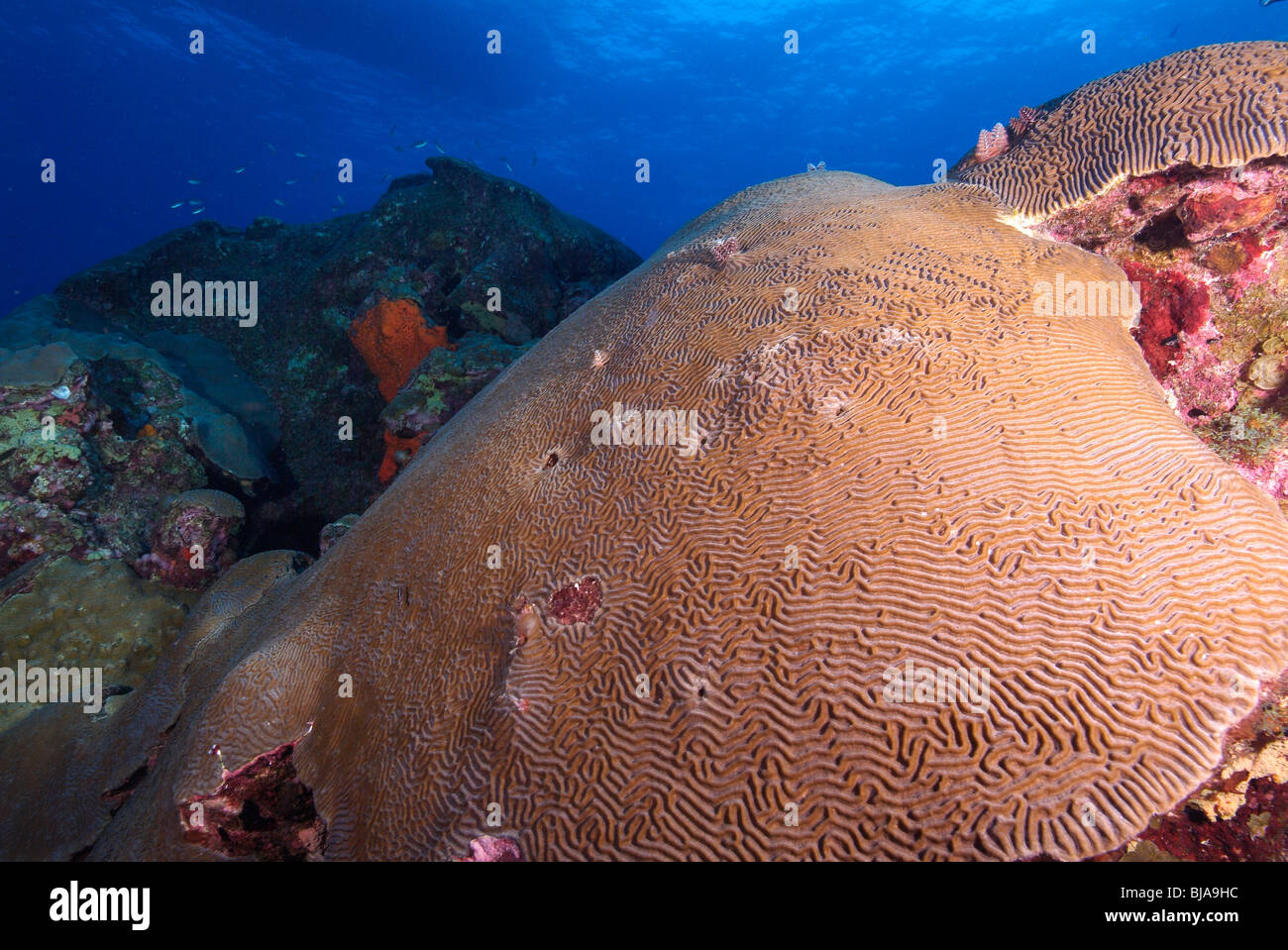 Hard Coral reef nel Golfo del Messico. Foto Stock