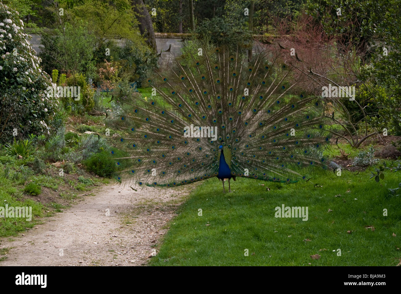 Peacock BIrd, fuori nel Parco, che mostra le piume, 'Jardin de Bagatelle", Parigi, Francia Foto Stock