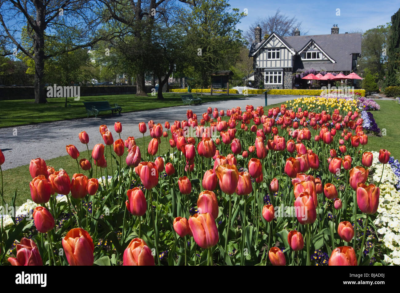 Fioritura tulipani e curatore's Cottage, Giardini Botanici, Christchurch Nuova Zelanda in primavera. Foto Stock