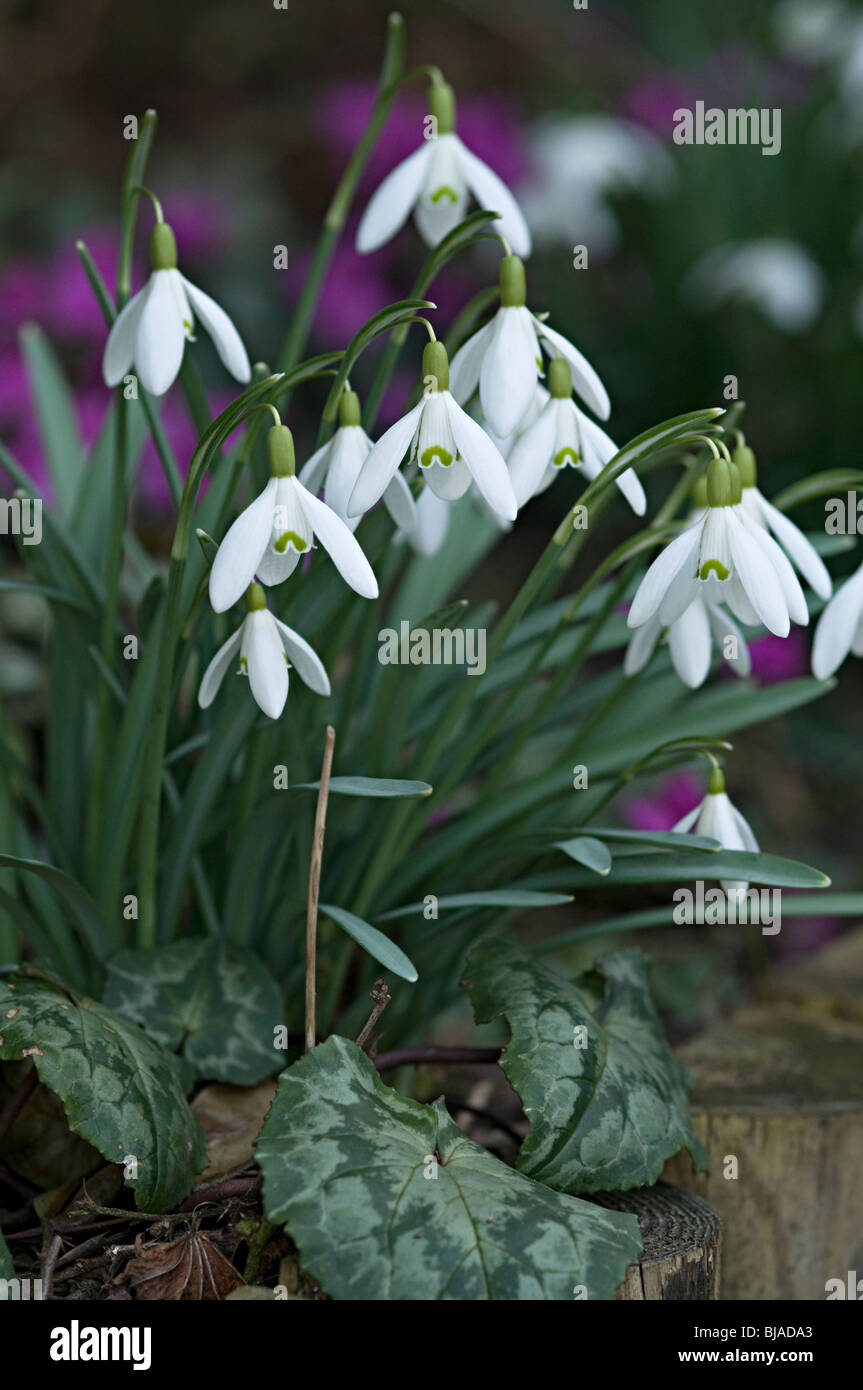 Bucaneve fiore bianco noto come galanthus fioritura nel Regno Unito Foto Stock