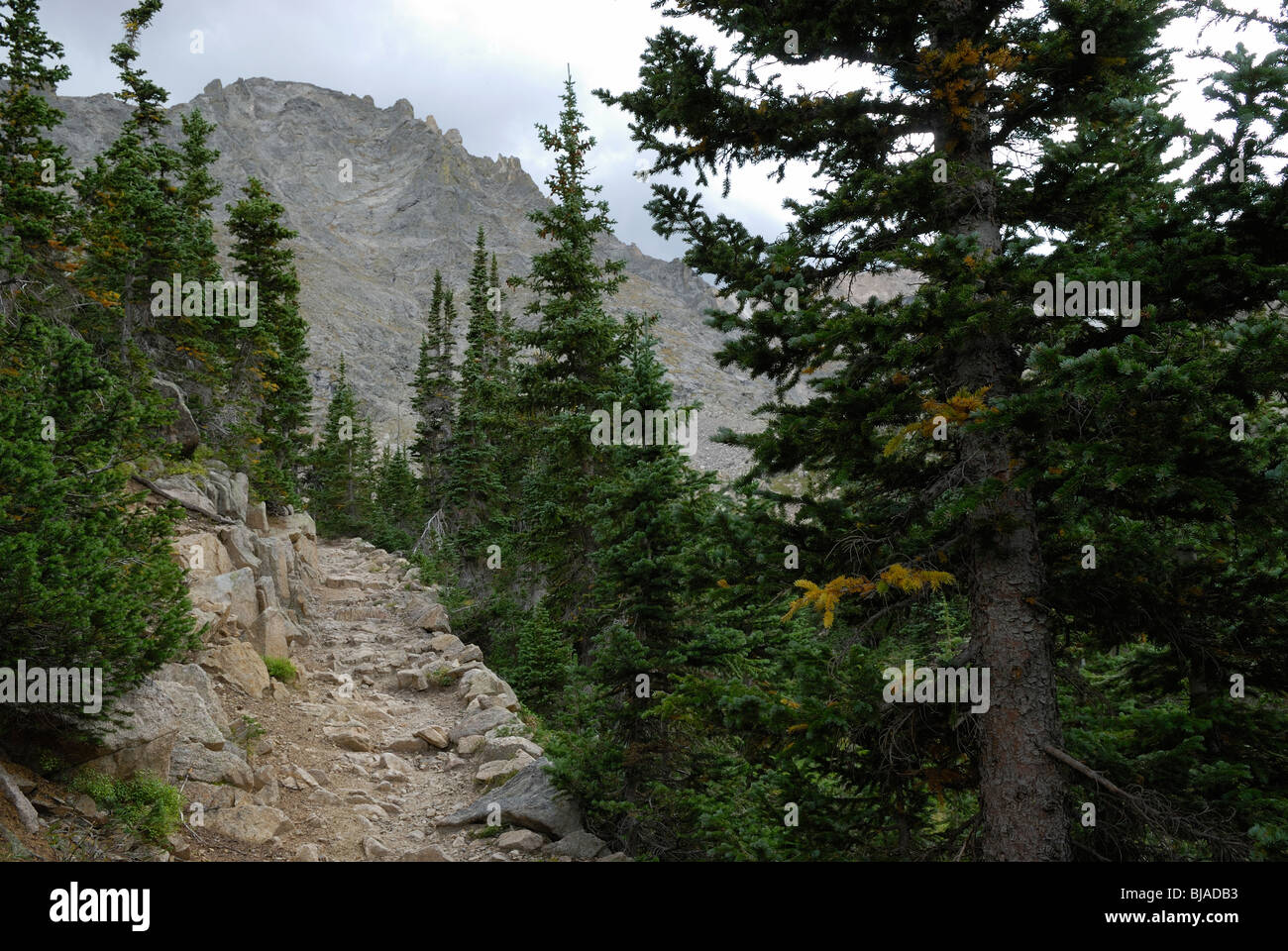 Alberi di pino nel Parco Nazionale delle Montagne Rocciose in Colorado, USA Foto Stock