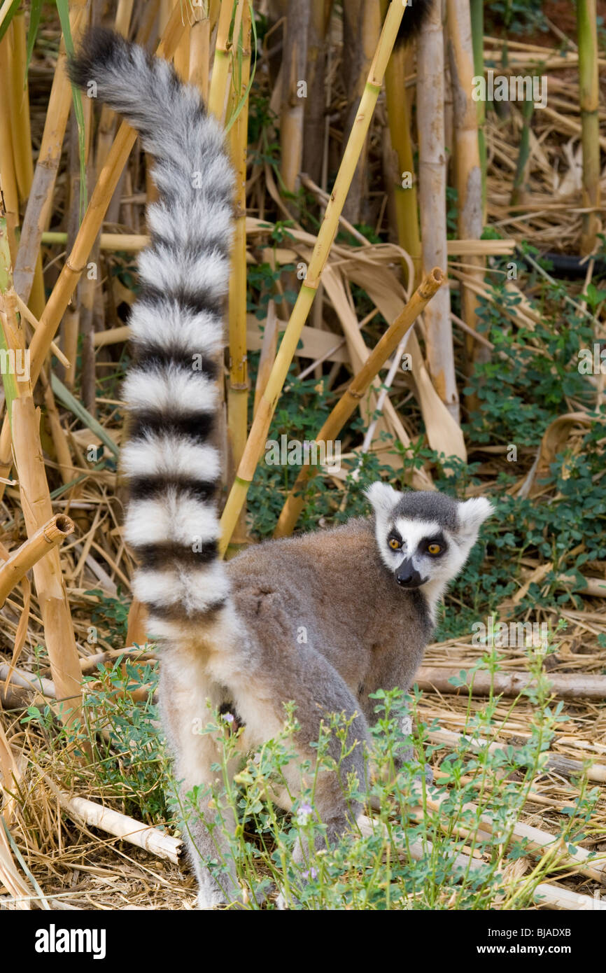 Anello-tailed Lemur Foto Stock