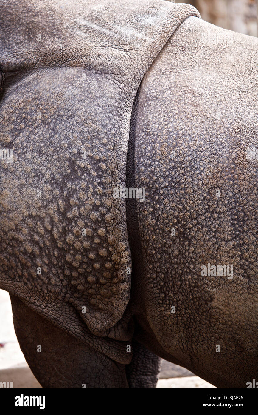Rinoceronte bianco del sud che mostra la spalla posteriore e della pelle del collo formando corazza spessa Foto Stock