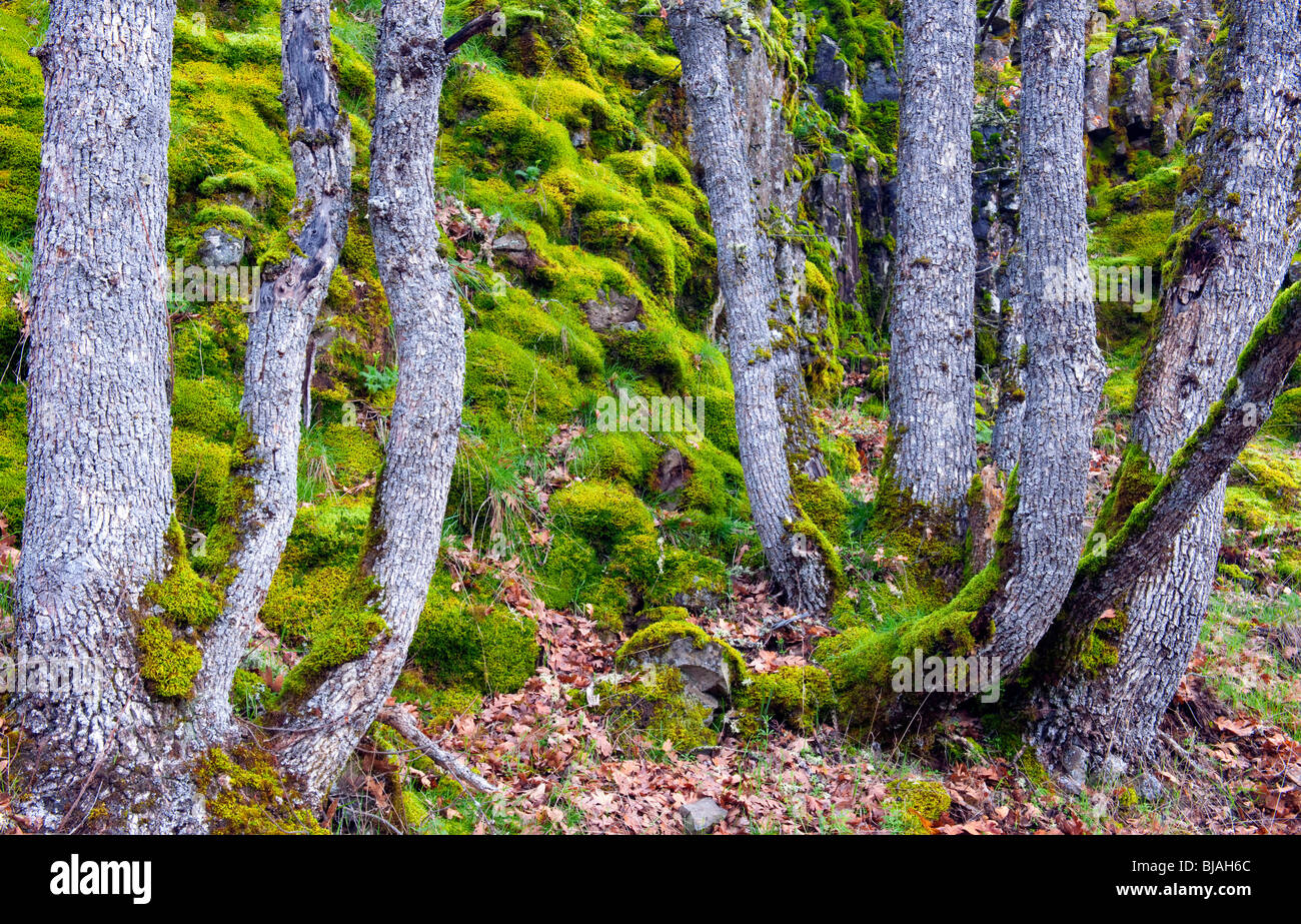 Washington's Catherine Creek Basin contiene grandi alberi di quercia crescente tra il muschio coperto basalto colonnare pareti. Foto Stock