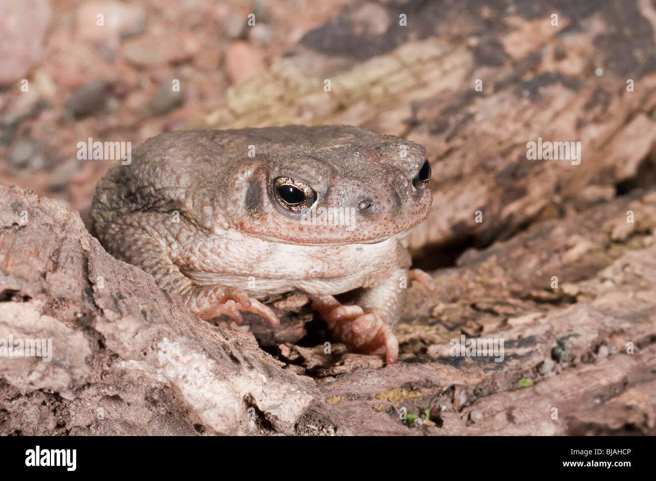 La pezzata di rosso, toad Bufo punctatus, è originaria del sud-ovest degli Stati Uniti e del nord del Messico, in particolar modo Baja California Foto Stock