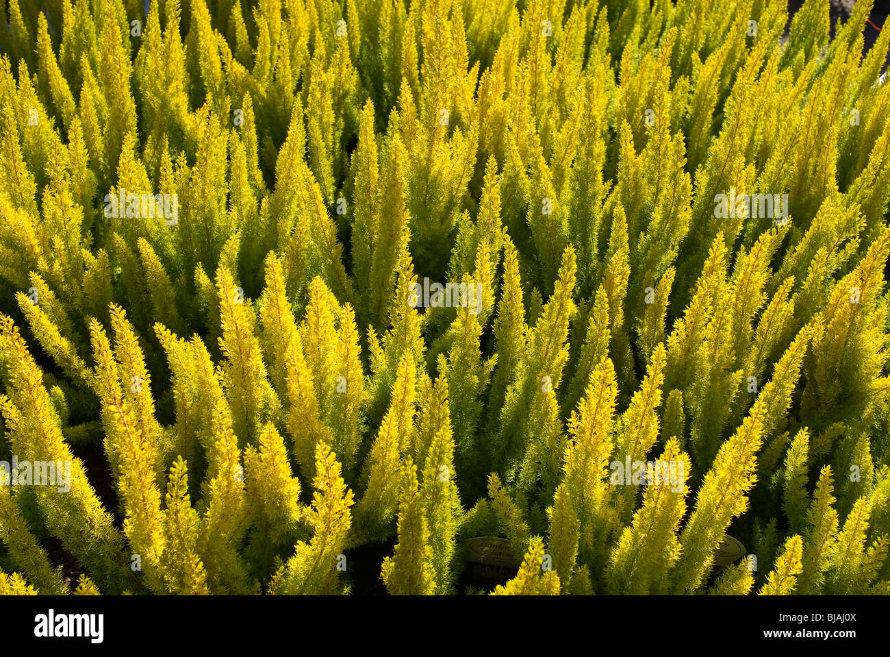 Bagliore dorato di Erica arborea 'Albert's Gold' nel mese di marzo in un impianto di display di vendita Foto Stock