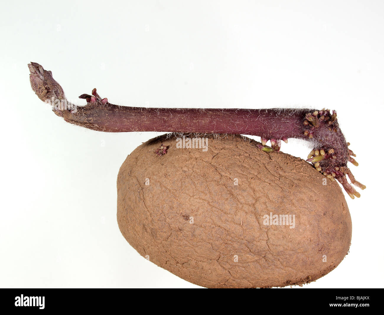 Scottish tuberi seme di patate Foto Stock