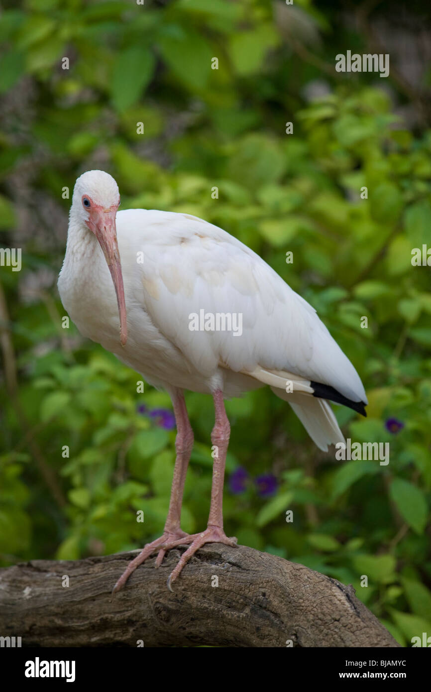 Ibis bianco ritratto Foto Stock