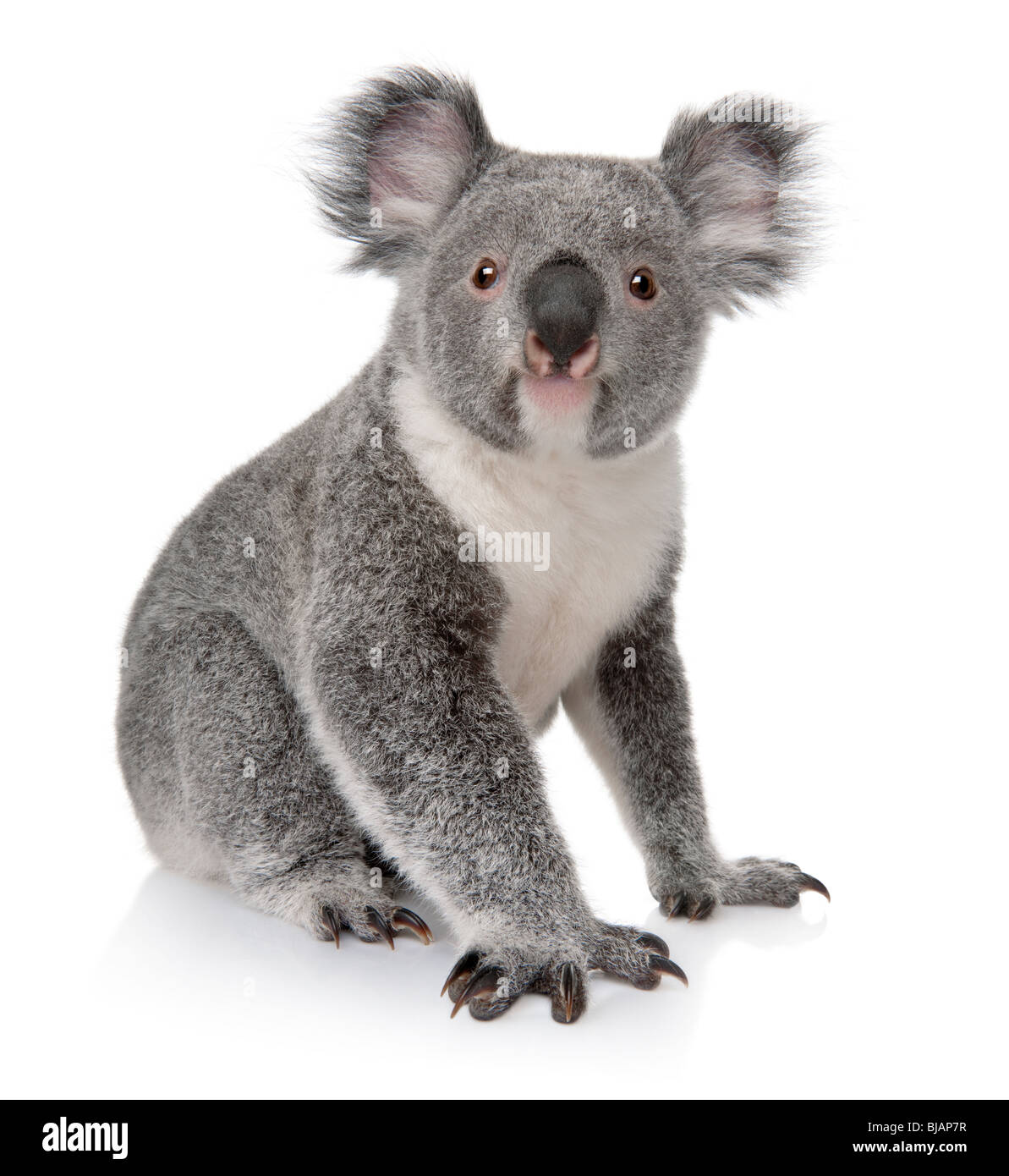 Giovani koala, Phascolarctos cinereus, quattordici mesi, seduto di fronte a uno sfondo bianco Foto Stock