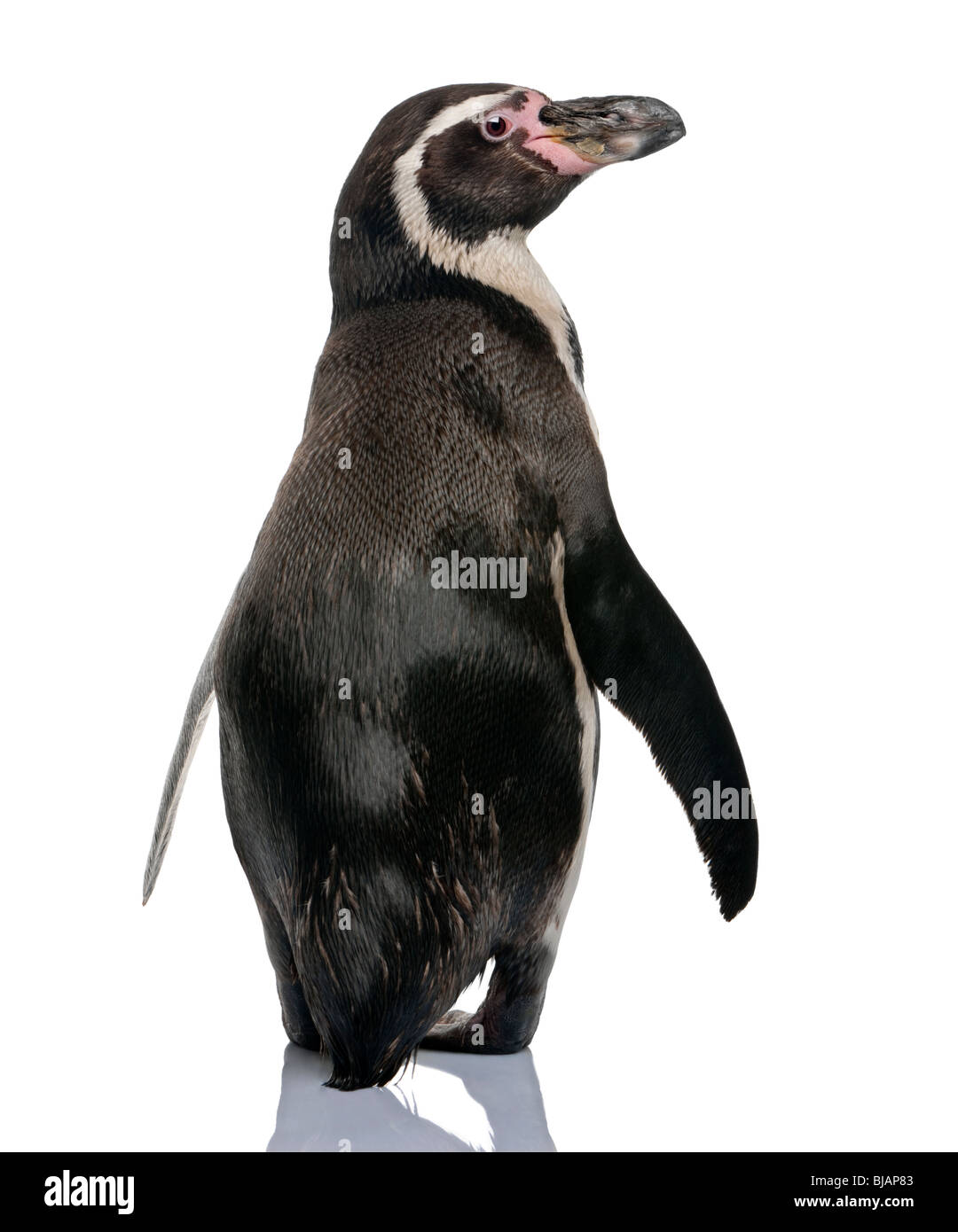 Pinguini Humboldt, Spheniscus Humboldti, in piedi di fronte a uno sfondo bianco Foto Stock
