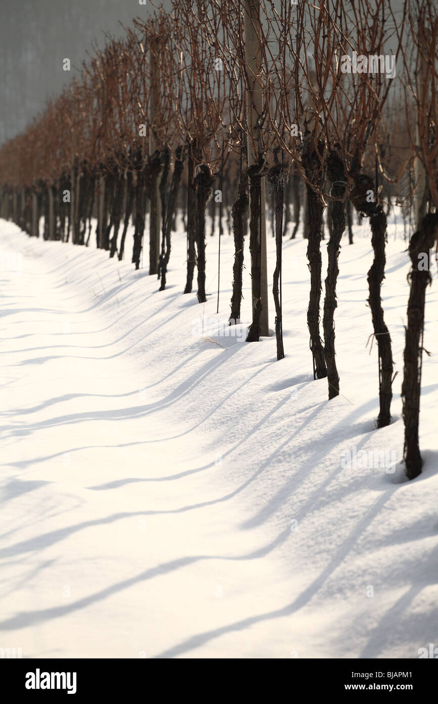 Vigneti vicino Limbach in inverno. Foto Stock