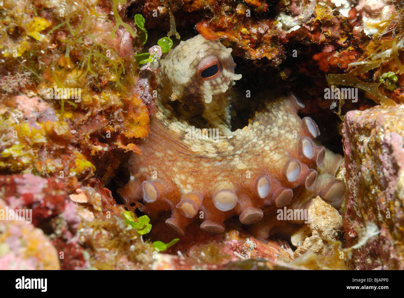 Polpo di nascondersi in un foro del Mar Mediterraneo Foto Stock