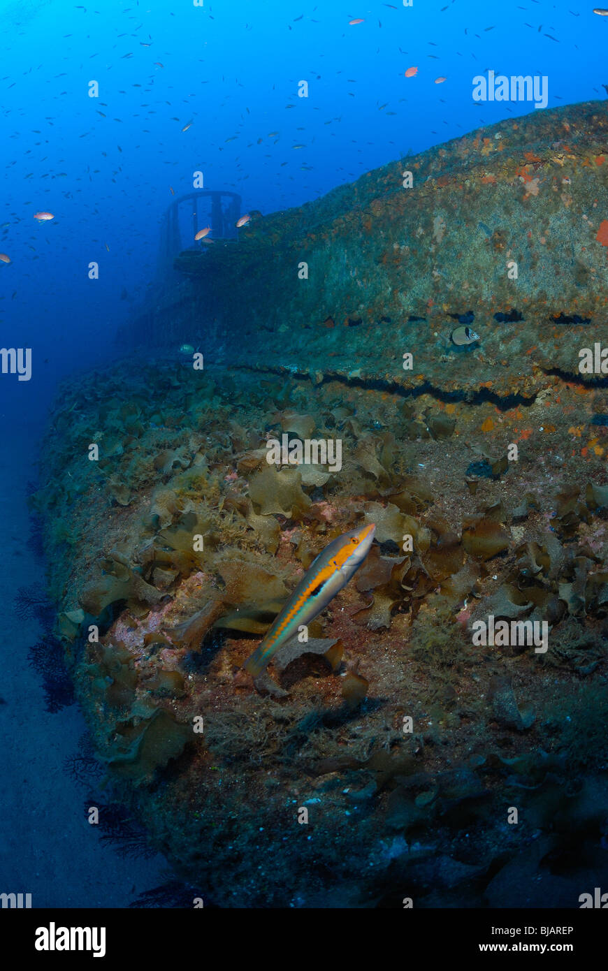 Rubis relitto sottomarino nel Mare Mediterraneo Foto Stock