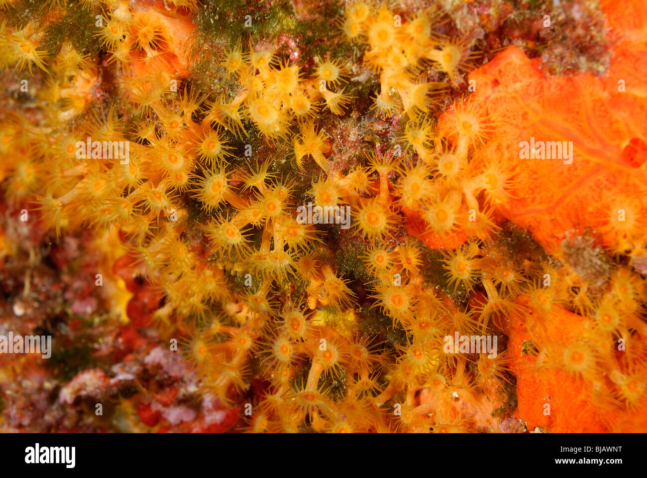 Giallo anemone cluster nel Mare Mediterraneo, off Saint Tropez Foto Stock