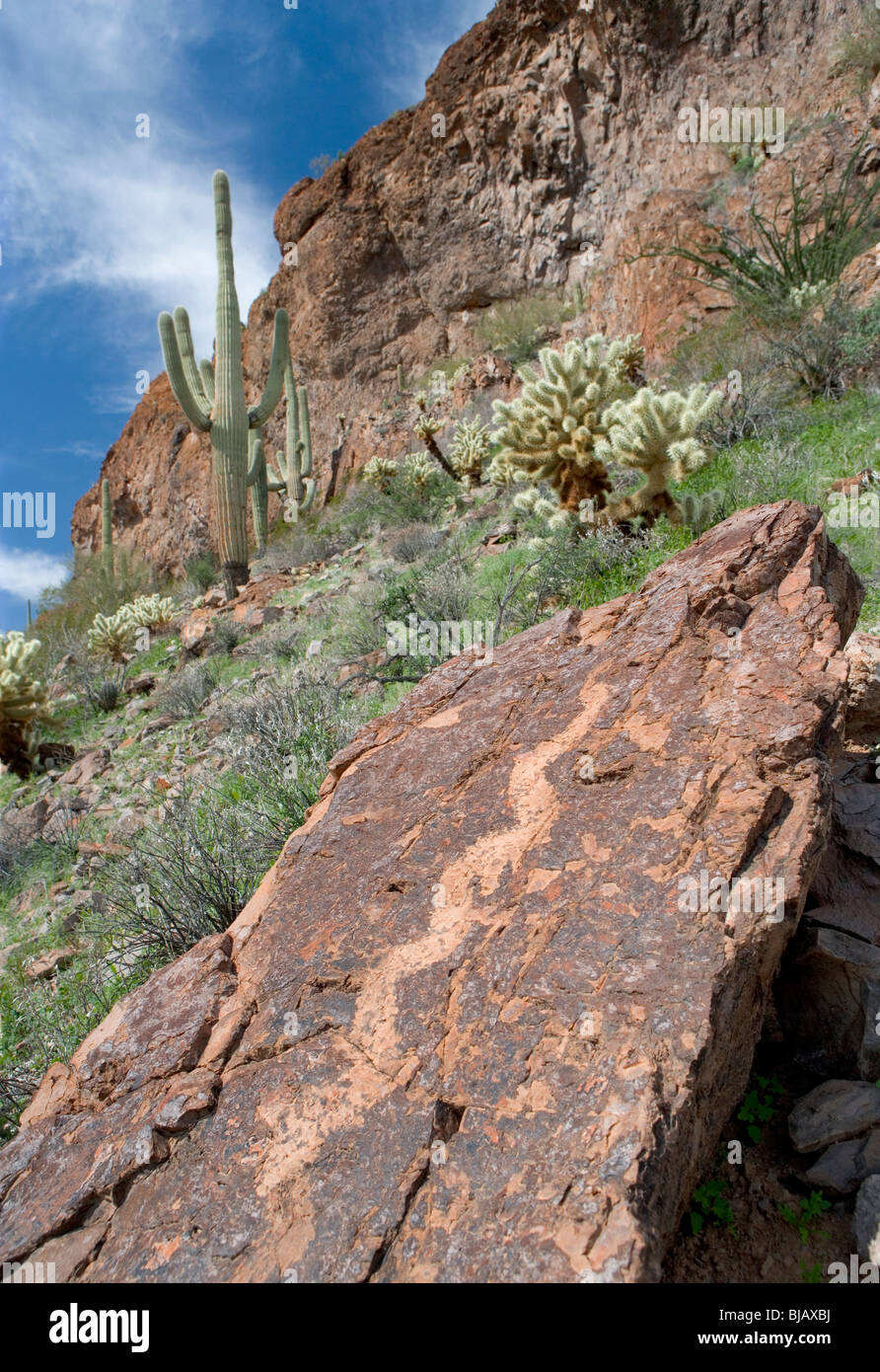 Un indiani Petroglyph di serpente o di serpente a Ventana caverna vicino vende, Arizona. Questo è il Tohono O'odham prenotazione. Foto Stock